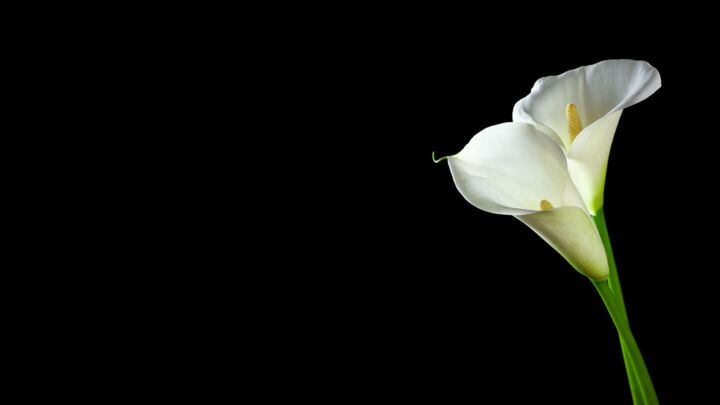 Trauerblumen, Trauerschmuck beim Bestatter in Görlitz und Umgebung